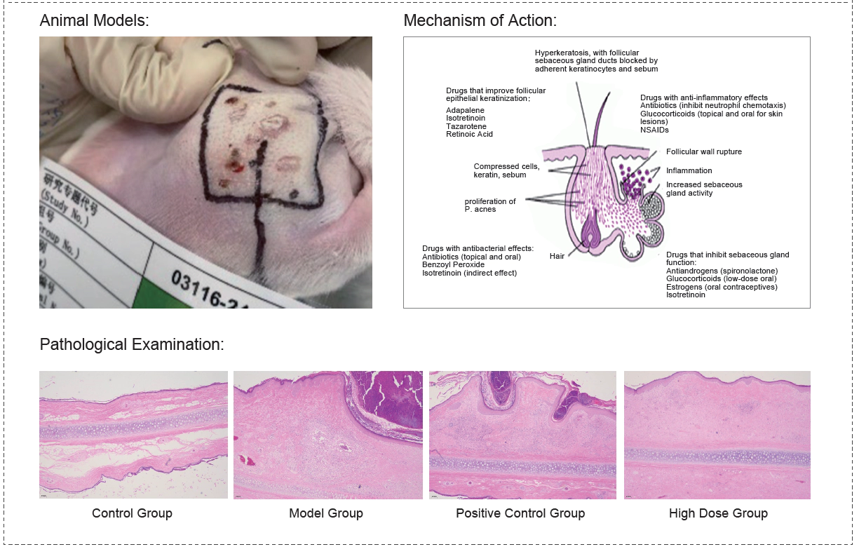 Efficacy Study of Acne Medication in New Zealand Rabbits.webp