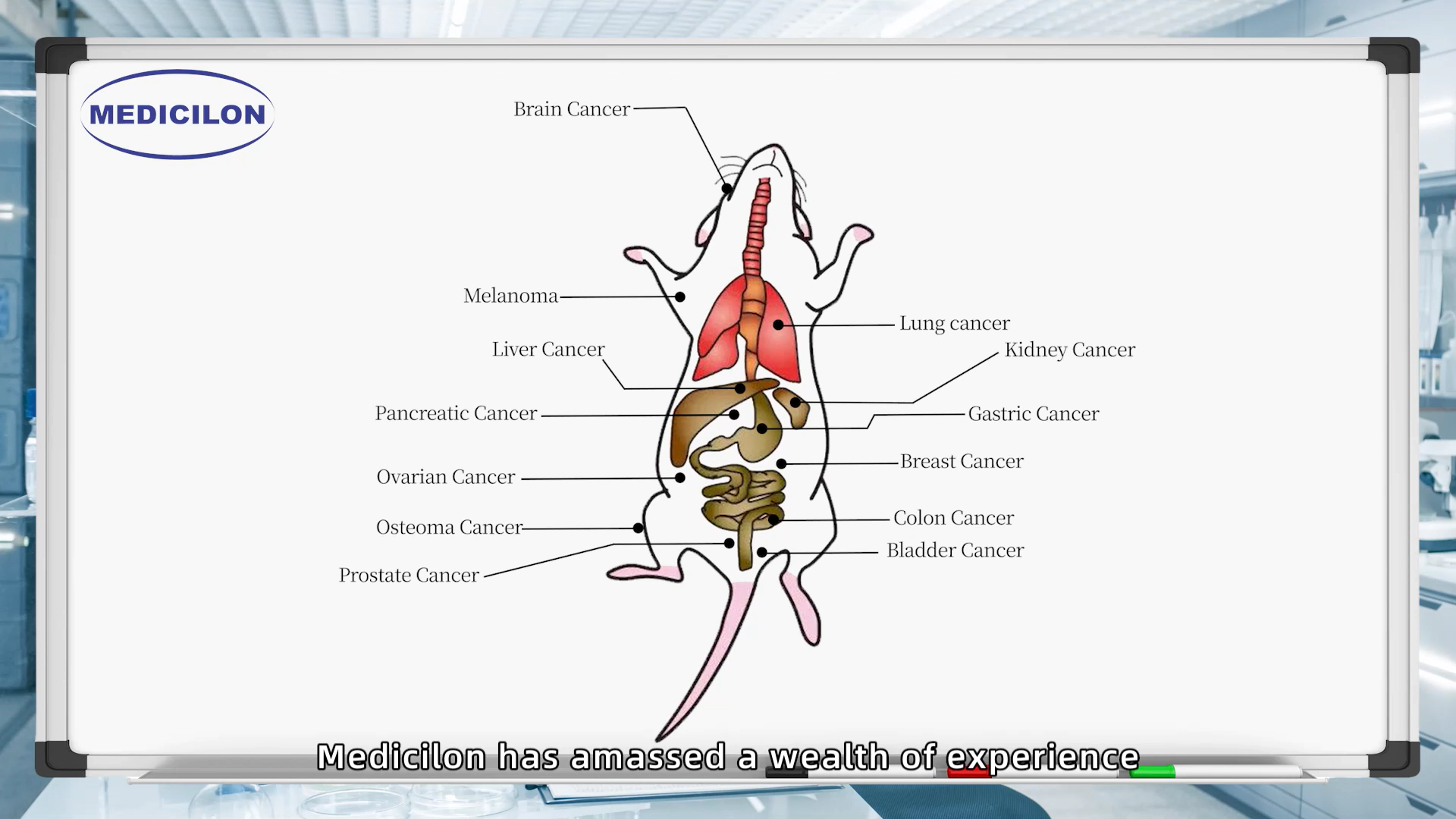 Advanced Orthotopic Tumor Models for Cancer Studies