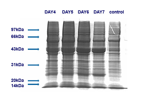 Rabbit IgG expressed