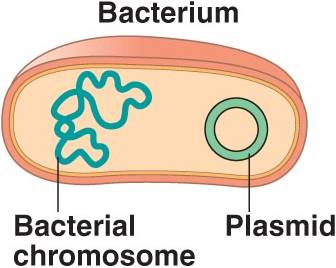 Plasmids Shown to Play Key Role in Spread of Antibiotic Resistance