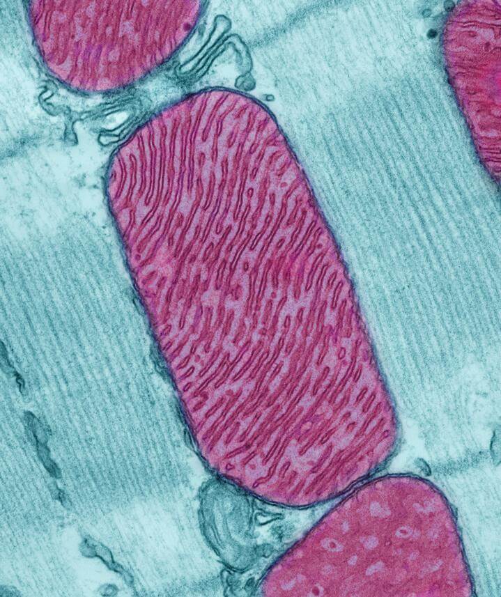 Potential New Mitochondrial Target for Heart Disease