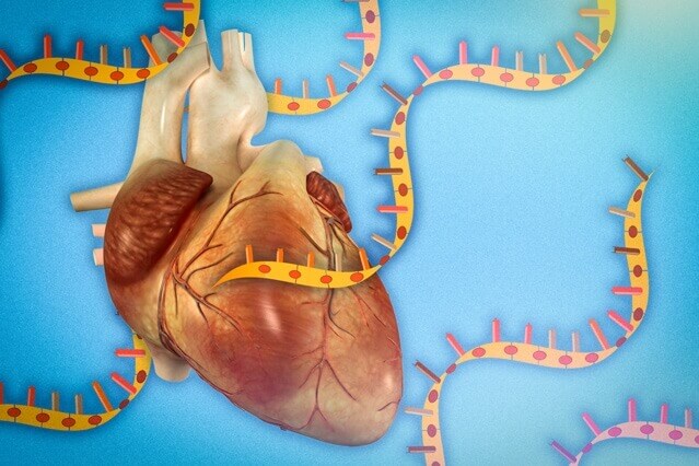 Linking RNA Structure And Function