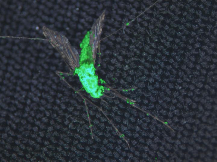 Killing Malaria-Carrying Mosquitoes with Scorpion Toxin-Laden Fungi