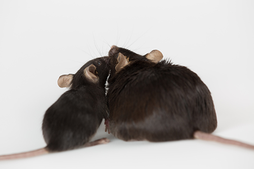 Memory and Learning Gene Linked to Obesity