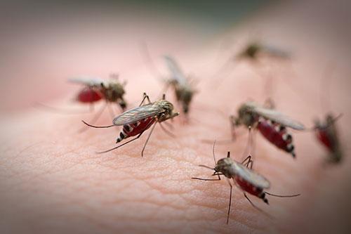 New Mosquito Borne Disease Detected in Caribbean