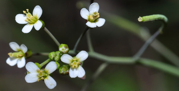 New Plant Gene Network Could Significantly Improve Drug Discovery