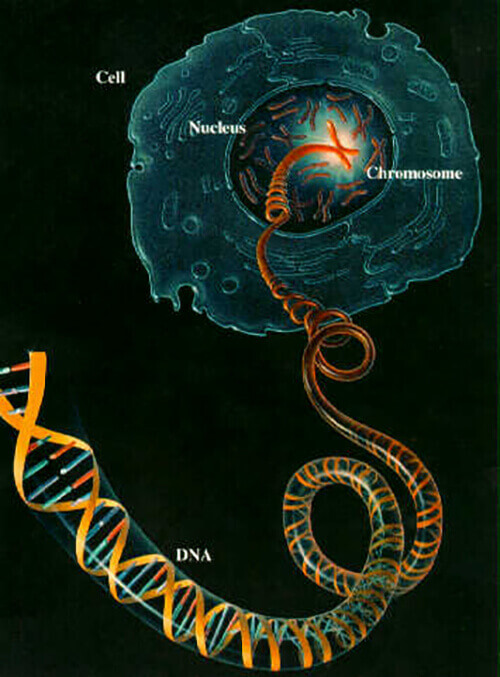 Mapping Large Numbers of Single Cell Genomes Simultaneously