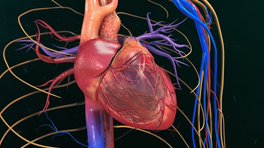 Discovery May Lead to Novel Methods for Promoting Heart Cell Renewal