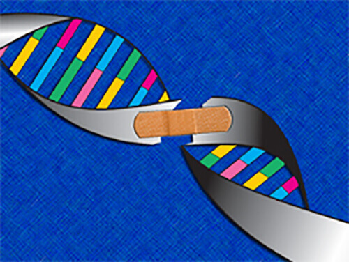 Scientists Identify How Repair Protein Finds DNA Damage