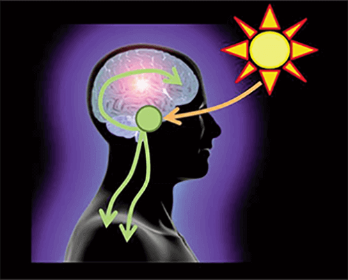 Circadian Clock Changes Can Alter Body's Response to Diet