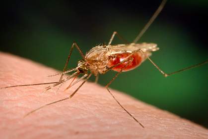 Largest Study of Malaria Gene Function Reveals Many Potential Drug Targets