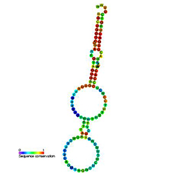 Immunotherapy Approaches against Chronic Form of Leukemia Emerge