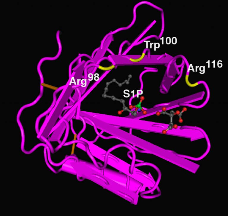 Stroke, Heart Attack Damage Could Be Mitigated via Mimicry of Good Cholesterol