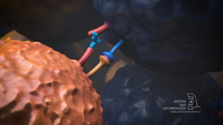 Checkpoint Protein Propped Up by Cell-Surface Sidekick