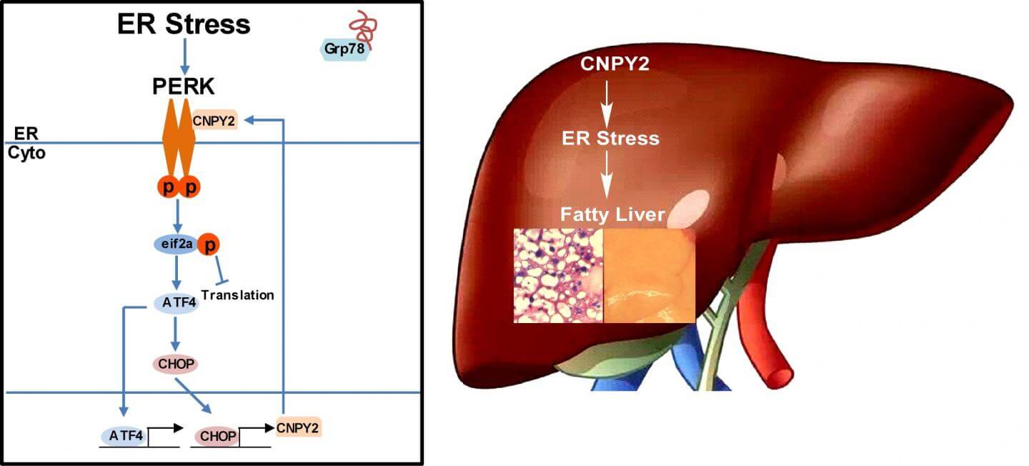 Misfolded Proteins Potential Cause Rather than Consequence of Metabolic Disorders