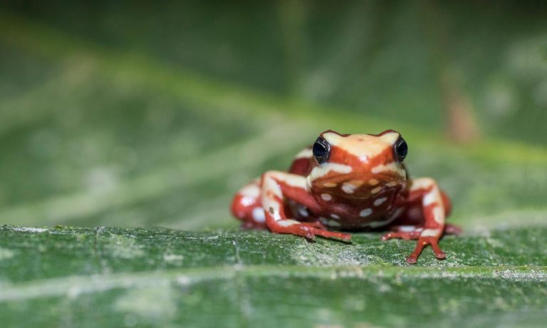 Poison Frogs Evolved Poison Resistance via Complementary Mutations