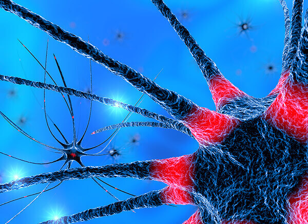 Disrupting Neuron and Glia Interaction Appears to Lead to Neurodegeneration