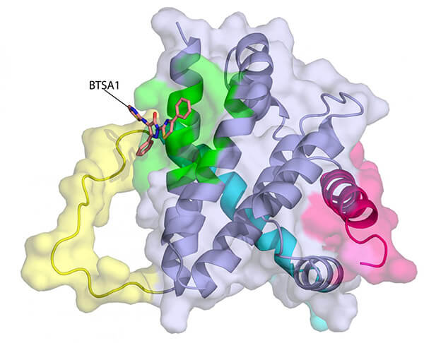 Small Molecule Helps Semi-Suicidal Cancer Cells Pull the Trigger