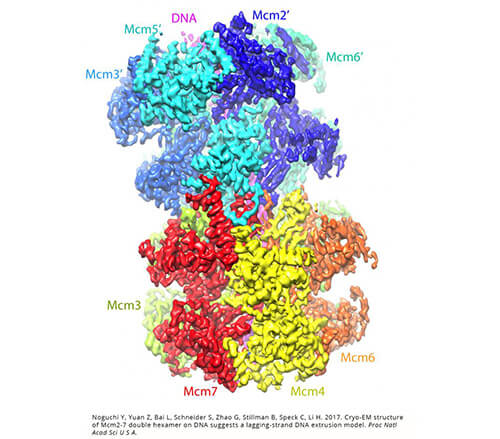 New DNA Replication Model May Open Therapeutic Door