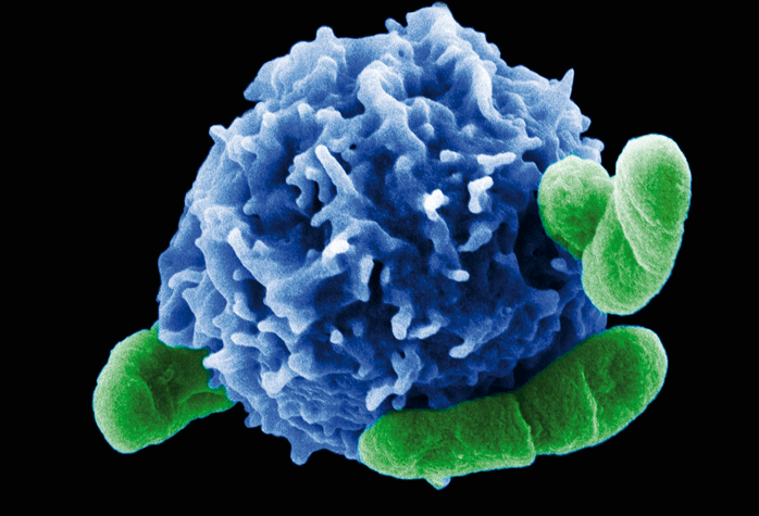 T-Cell Enzyme Uses Deadly Multipronged Attack on Bacteria