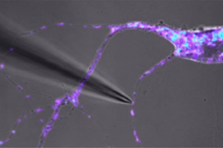 Mitochondrial DNA Varies between Mitochondria within Individual Cells