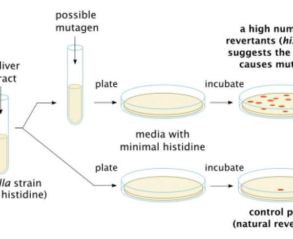 Biomarker Screen Improves Accuracy of Chemical Genotoxicity Testing ...