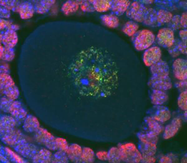 Extra Epigenetic Packaging Keeps Egg Cells Fresh