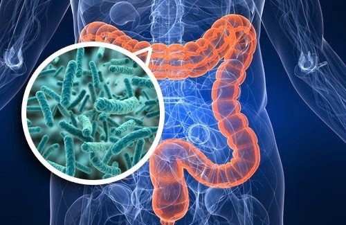 Gut Microbiome Assemblage Impacts Response to Cancer Immunotherapy