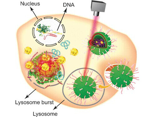 Nonviral Gene Therapy Platform Delivers CRISPR/Cas9 to Tumors