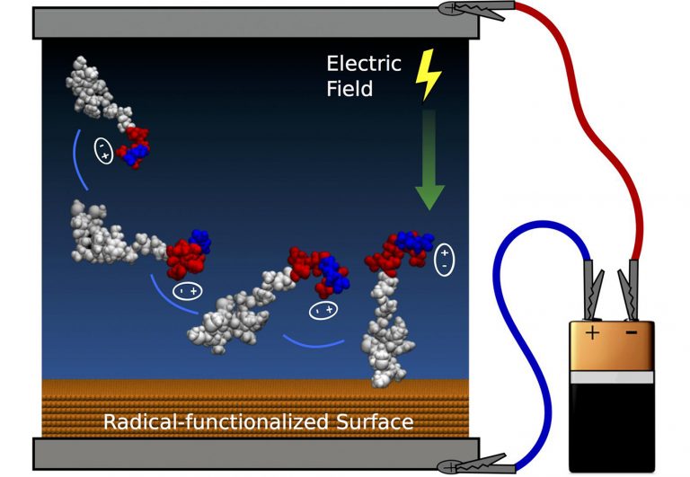 Synthetic Peptides