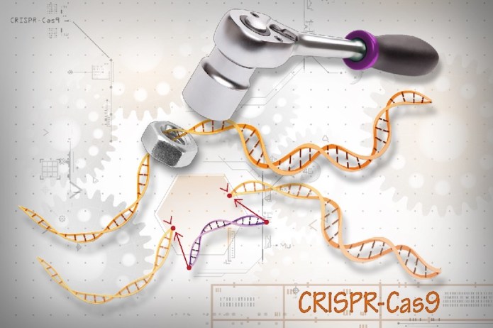 CRISPR Technique Could Correct Majority of Thousands of DMD Mutations