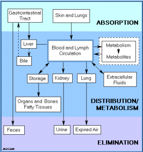 What is Toxicokinetics? | toxicokinetics process | Medicilon Inc