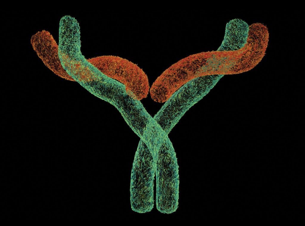 Dual Checkpoint Inhibition Boost from New Bifunctional Antibody