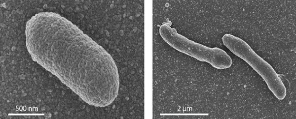 Newly Created Life Form Stably Straddles Bacteria/Archaea Divide