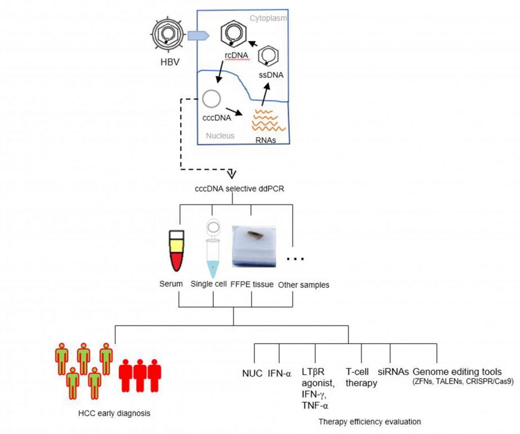 Highly Sensitive Detection Of Hepatitis B Using DdPCR | Medicilon