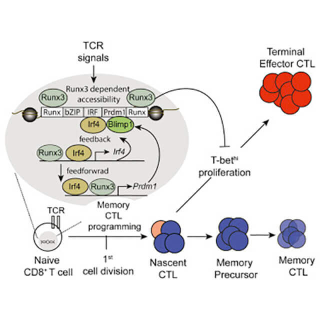 Immunological Memory Dependent Upon Single Transcription Factor