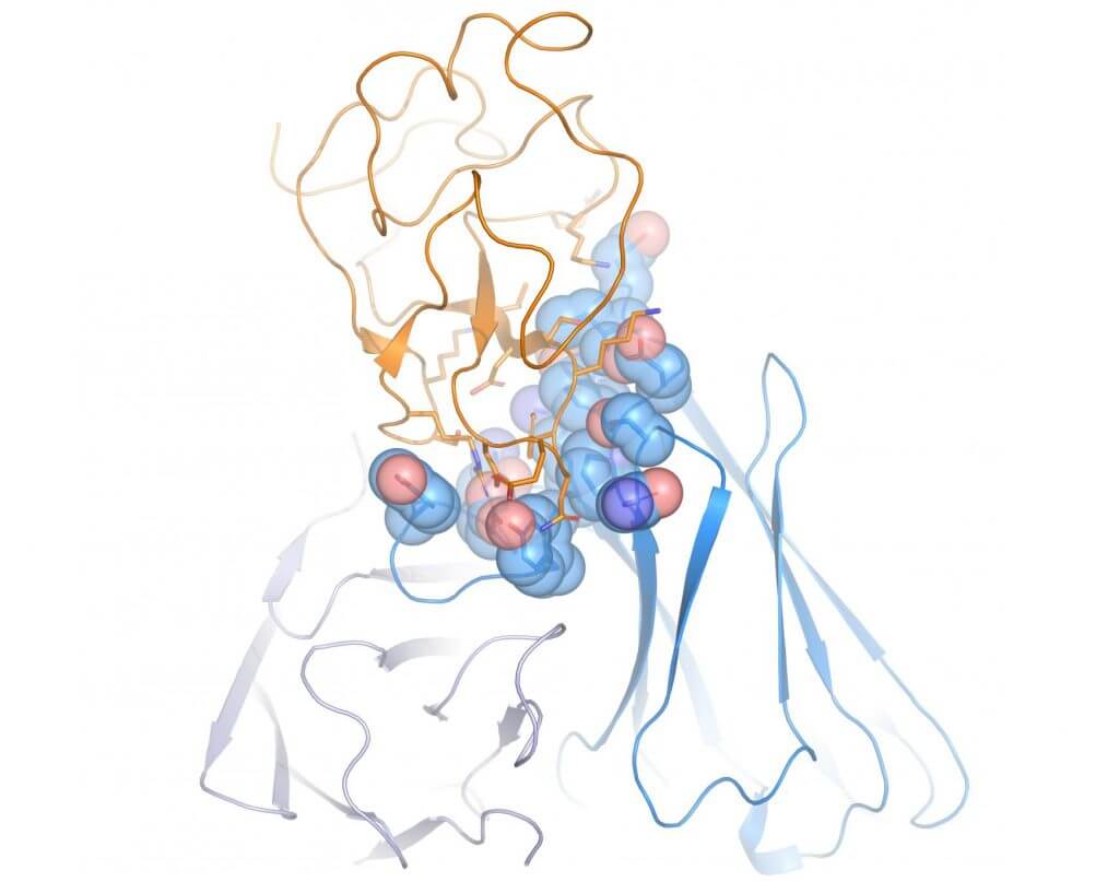 Two-pronged antibodies draw immune killers directly to cancer cells