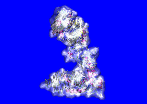 Stretchy Tissue Molecule Decoded