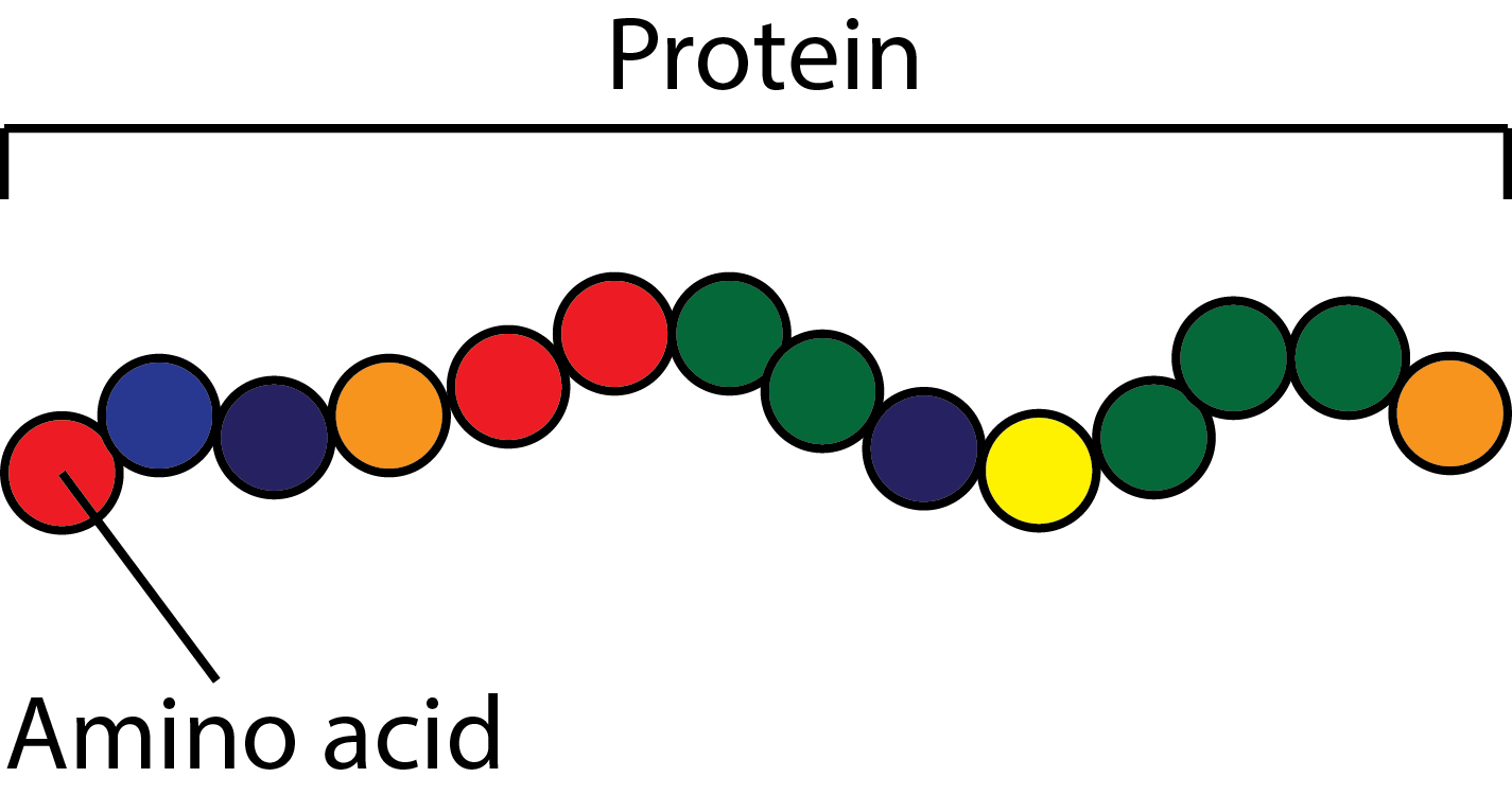 Novel Method Allows Researchers to Precisely Engineer and Monitor Protein Function