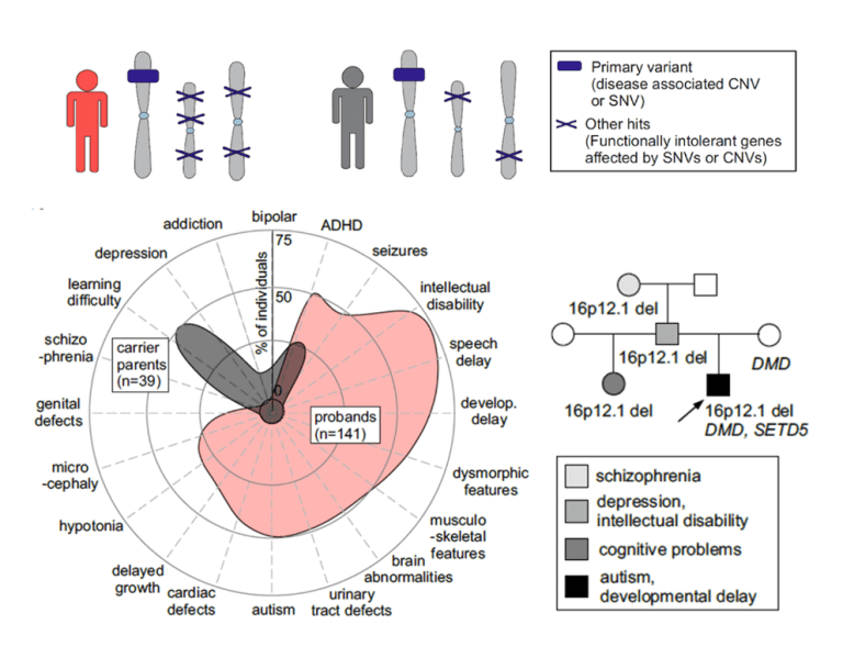 Family Genetics Key to Severity of Autism and Other Neurodevelopmental Disorders