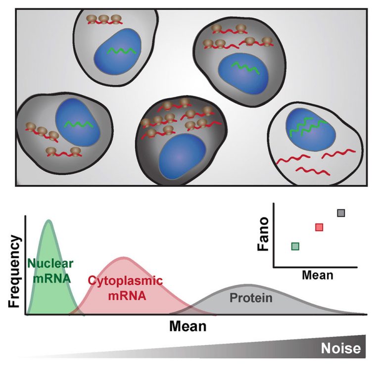 Scientists Discover "Noisiest” Step in the Protein Production Process