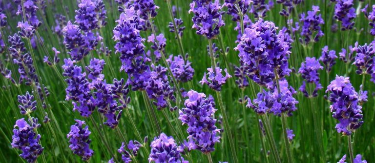 Lavender Scent Reduces Anxiety through Smell Receptors