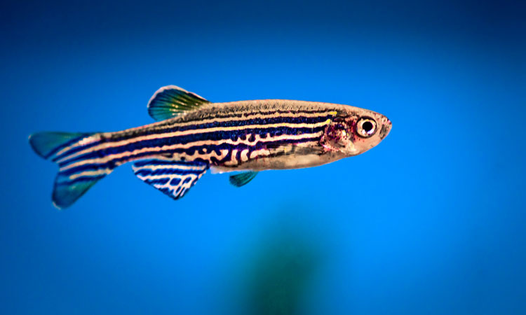 Anti-Inflammatory Bacterial Protein Discovered in Zebrafish