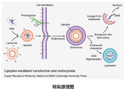 Schematic of cell transfection