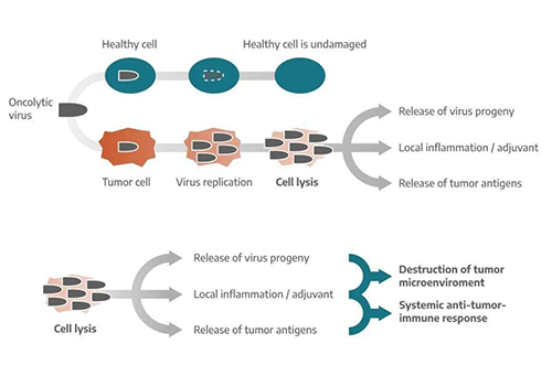 Attacking with virus-oncolytic virus