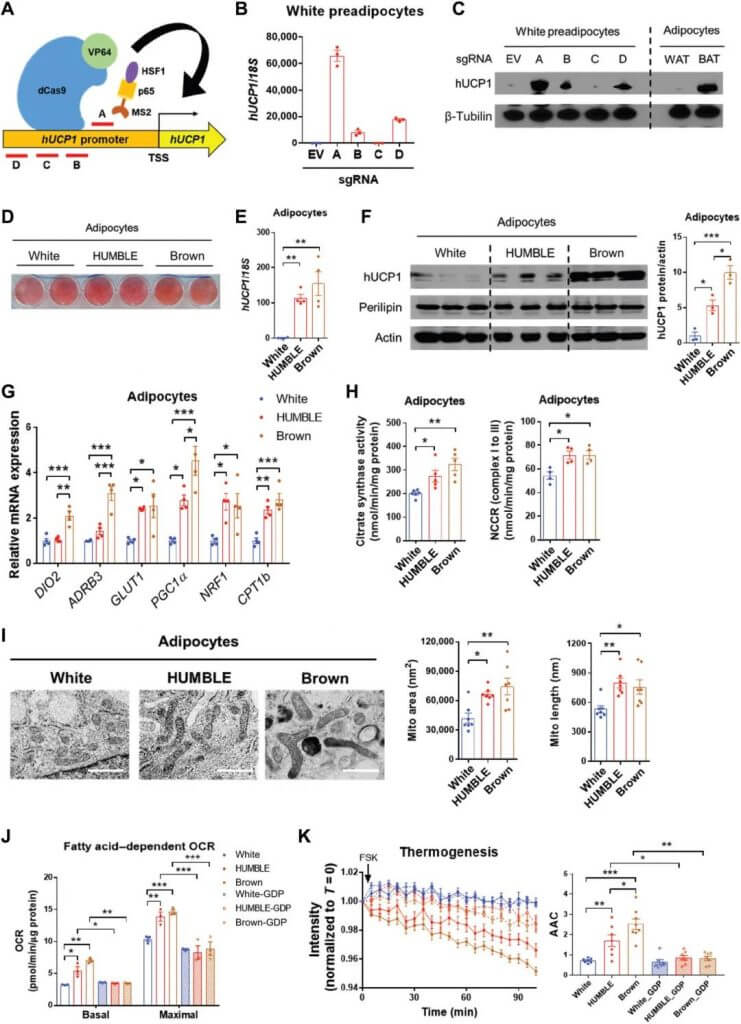  Endogenous activation of UCP1 by CRISPR-SAM triggers a brown-like phenotype in human white adipocytes