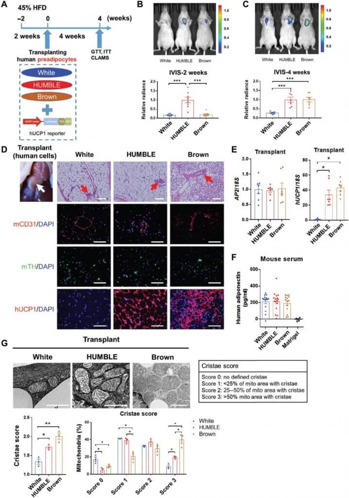 HUMBLE cells reconstruct functional adipocytes in mice