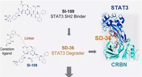 The structure-optimized SH2 binding molecule SI-109 binds to CRBN to obtain SD-36