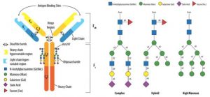 Factors Affecting the Stability of Antibody Drugs: Glycosylation ...