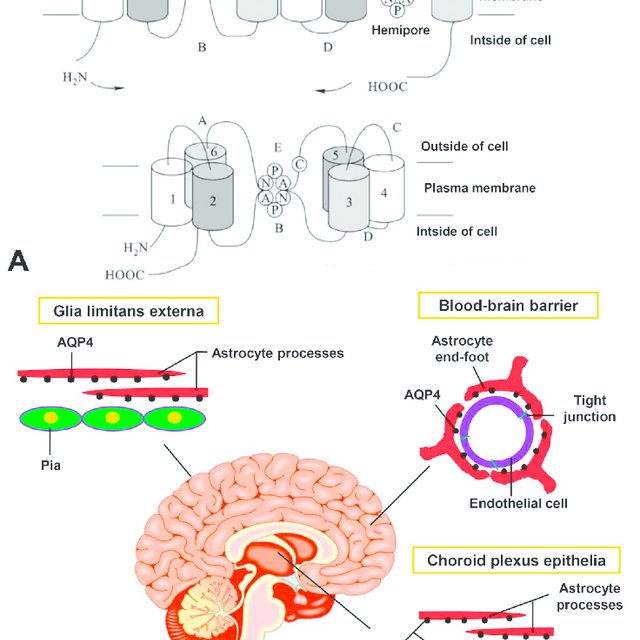 Analysis of the potential target of lung cancer treatment-aquaporin 4